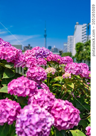 《東京》繡球花和天空樹·久中川水邊公園 105165089