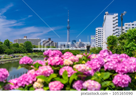 《東京》繡球花和天空樹·久中川水邊公園 《東京》繡球花和天空樹·久中川水邊公園 105165090