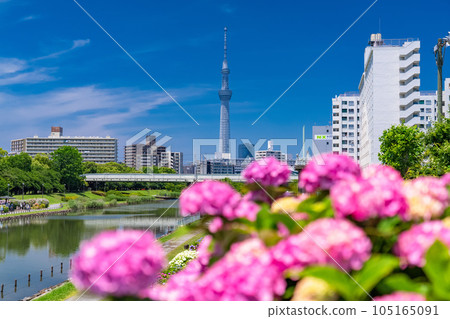 《東京》繡球花和天空樹·久中川水邊公園 105165091
