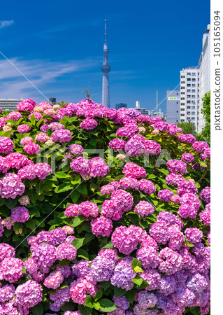 《Tokyo》 Hydrangea and Sky Tree ・ Kyunaka River Waterside Park 105165094