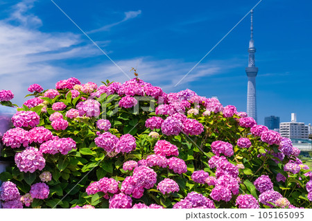 《Tokyo》 Hydrangea and Sky Tree ・ Kyunaka River Waterside Park 105165095
