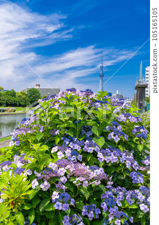 《Tokyo》 Hydrangea and Sky Tree ・ Kyunaka River Waterside Park 《Tokyo》 Hydrangea and Sky Tree ・ Kyunaka River Waterside Park 105165105