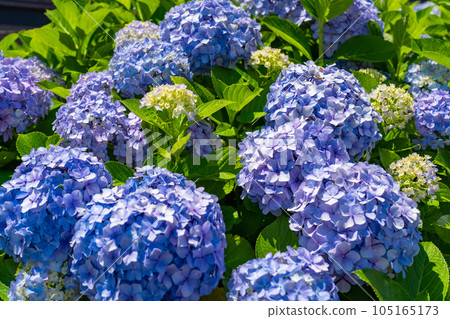 《Tokyo》 Hydrangea in full bloom, Kyu-Nakagawa waterside park 105165173