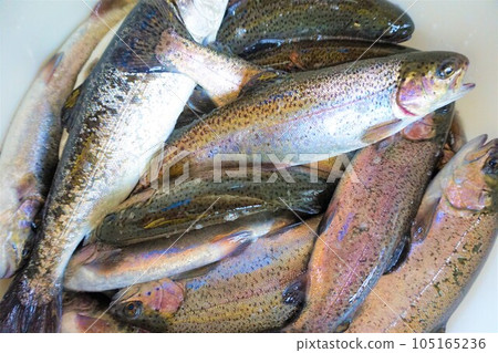 Rainbow trout, rainbow trout, freshwater fish, fishing pond 105165236