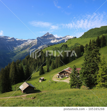 Green meadows in Topfelsberg and Mount Oldenhorn. Green meadows in Topfelsberg and Mount Oldenhorn. 105165288