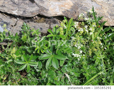 Alchemilla Alpina, medical herb growing in the Alps. Alchemilla Alpina, medical herb growing in the Alps. 105165291