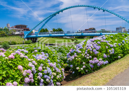 《東京》繡球花與親密橋/舊中川水邊公園 《東京》繡球花與親密橋/舊中川水邊公園 105165319