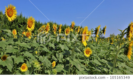 [Video included] Sunflowers and blue sky 105165349