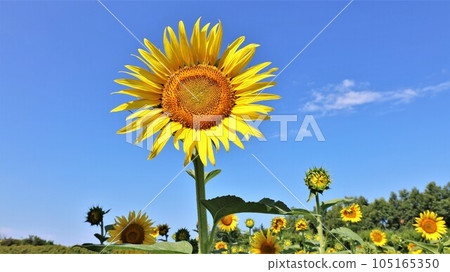 [Video included] Sunflowers and blue sky 105165350