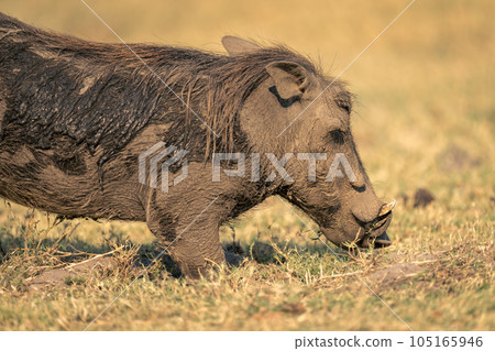 Close-up of male common warthog kneeling down 105165946