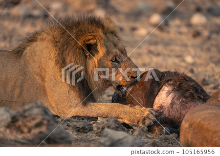 Close-up of male lion feeding from buffalo 105165956