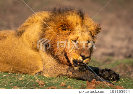 Close-up of male lion lying on plain 105165964