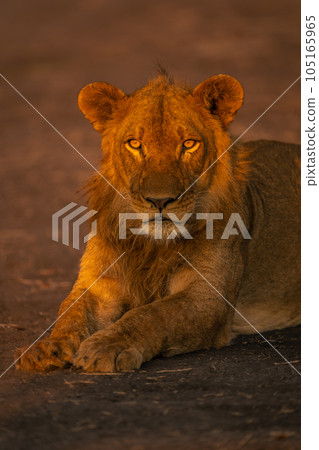 Close-up of male lion lying on sand 105165965