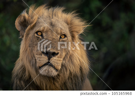 Close-up of male lion lying tilting head 105165968
