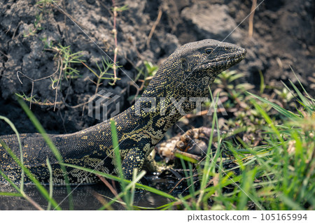 Close-up of Nile monitor in shallow water 105165994