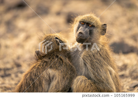Close-up of two chacma baboons sitting together 105165999