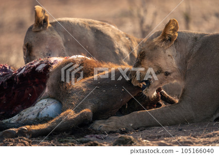 Close-up of lionesses lying gnawing buffalo carcase Close-up of lionesses lying gnawing buffalo carcase 105166040