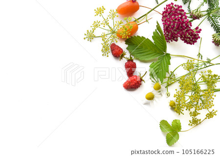 Berries and herbs background 105166225