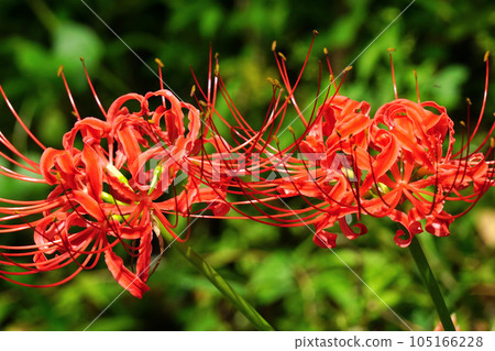 Cluster amaryllis 105166228