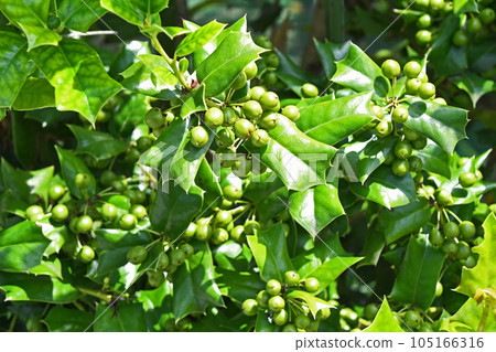 冬青蛾年輕果子 105166316