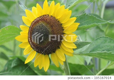 向日葵黃色的花 105167014
