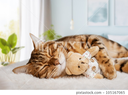 A cozy cat sleeps sweetly with a teddy bear in the room. A cozy cat sleeps sweetly with a teddy bear in the room. 105167065
