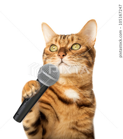 Cute kitten holding a microphone Cute kitten holding a microphone 105167247