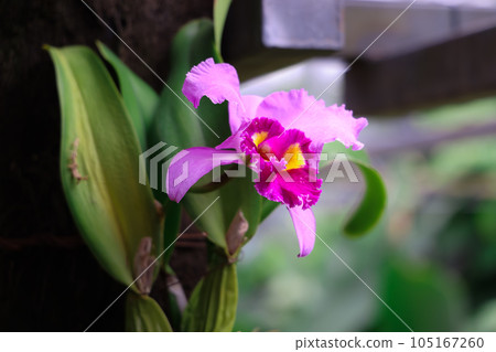 One Cattleya 105167260