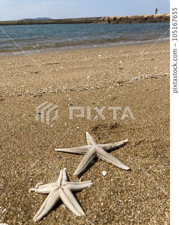 海星在海灘上被沖走 105167655