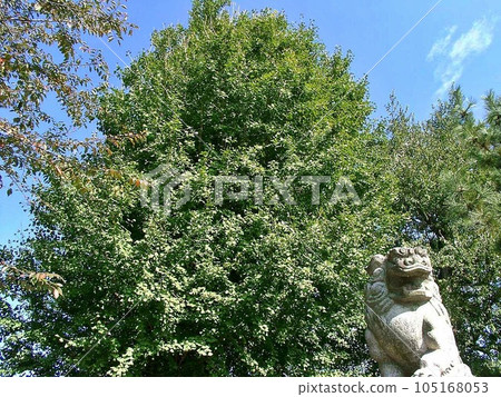 Ojima Town Marker ``Raiden Shrine/Raiden Shrine (2010.11)'' Komainu and overgrown trees Ojima Town Marker ``Raiden Shrine/Raiden Shrine (2010.11)'' Komainu and overgrown trees 105168053