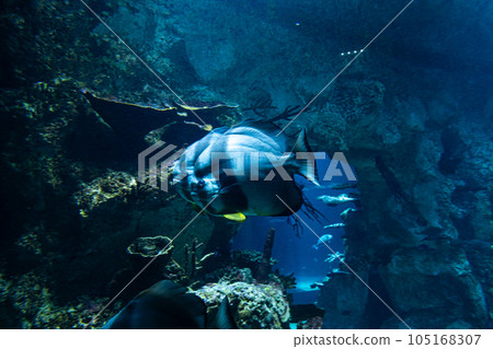 Platax teira two fish in the aquarium. 105168307