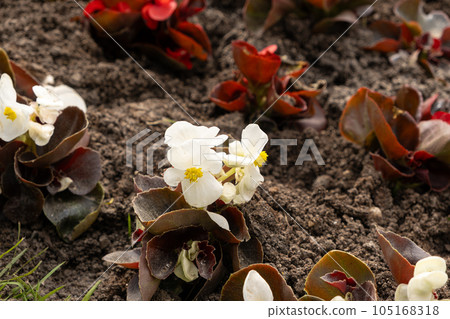 White begonia sculata cucullata, wax begonia or club begonia, white flowers with dark purple leaves in a flower bed 105168318
