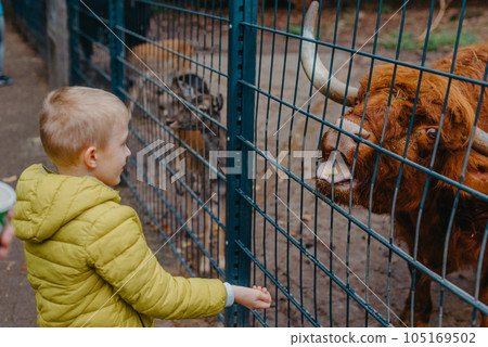 outdoor portrait of kids taking care and feeding a cow on a farm. boy in zoo feeds buffalo 105169502