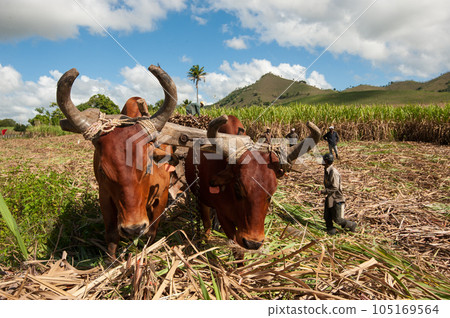 Sugarcane harvest in the Dominican Republic. The Haitian driver drives a Stick with a stimulus, a cart drawn by buffaloes. agricultural image. Dominican Republic El Seibo 04.02, 2015. 105169564