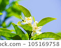 橘子花和藍天 105169758