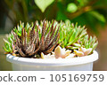 多汁植物 105169759
