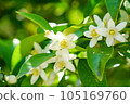 橘子花 105169760