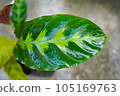 竹芋葉搗碎 105169763