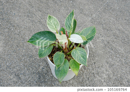 philodendron birkin philodendron birkin 105169764