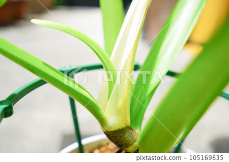 New leaves of Philodendron aplanatum 105169835