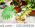 喜林芋 105169836