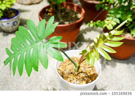 Philodendron mayoi Philodendron mayoi 105169836