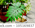 喜林芋 105169837