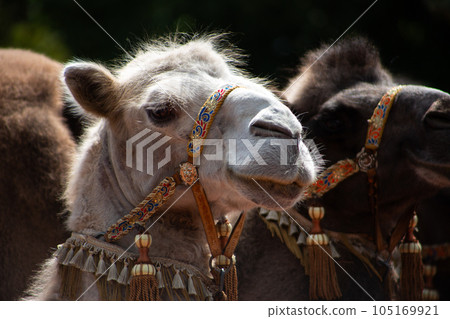 The muzzle of a Bactrian camel with a harness on. The face of a camel is close shot, a portrait of a woolly animal in a zoo The muzzle of a Bactrian camel with a harness on. The face of a camel is close shot, a portrait of a woolly animal in a zoo 105169921