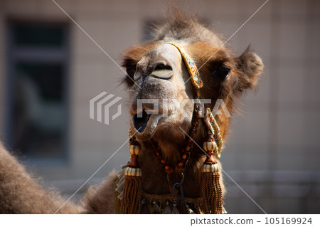 The muzzle of a Bactrian camel with a harness on. The face of a camel is close shot, a portrait of a woolly animal in a zoo The muzzle of a Bactrian camel with a harness on. The face of a camel is close shot, a portrait of a woolly animal in a zoo 105169924