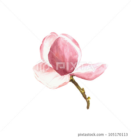 Magnolia flower Watercolor Hand drawn Illustration isolated on white background Magnolia flower Watercolor Hand drawn Illustration isolated on white background 105170113