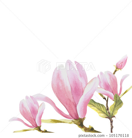 Floral frame watercolor magnolias flowers buds and leaves Hand painted Illustration Floral frame watercolor magnolias flowers buds and leaves Hand painted Illustration 105170118