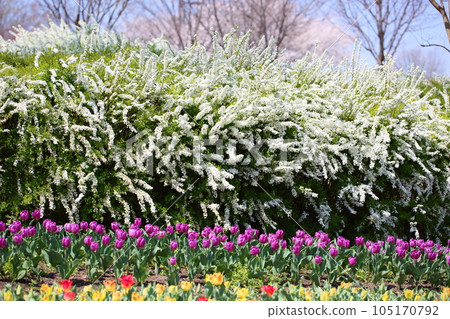 柳花 柳花 105170792