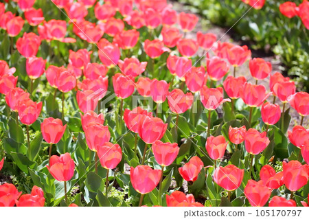 鬱金香花 鬱金香花 105170797