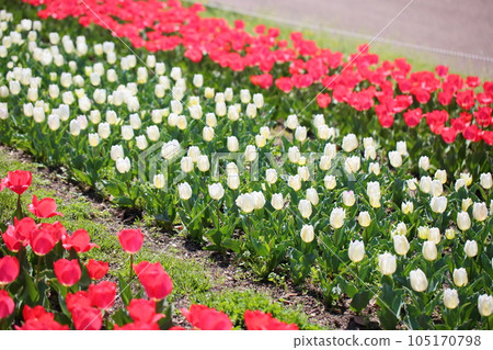 鬱金香花田 鬱金香花田 105170798